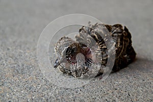 Little bird baby zebra dove stand alone