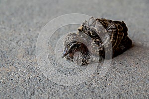 Little bird baby zebra dove stand alone