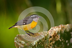 Little bird Bananaquit, Coereba flaveola, exotic tropic song bird sitting on the green leaves. Grey and yellow bird in the nature