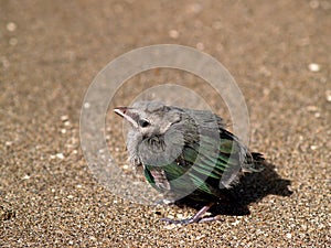 Little bird on beach