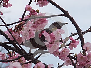 Little bird beging cherry blossoms photo