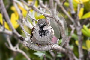 Little Bird on a Branch