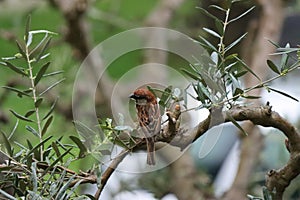 Little bird on a branch of olive tree. Passer italiane. photo