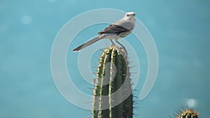 little bird on the cactus with the ocean on background