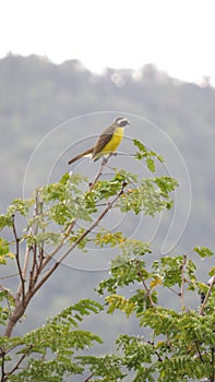 Little bird called bem-te-vi feeding in the foliage of a tree