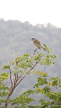 Little bird called bem-te-vi feeding in the foliage of a tree