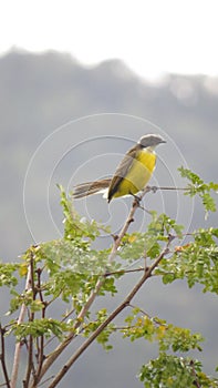 Little bird called bem-te-vi feeding in the foliage of a tree