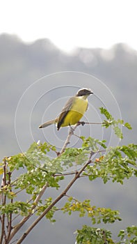 Little bird called bem-te-vi feeding in the foliage of a tree