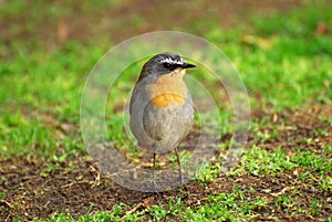 Little bird - Cape Robin Chat