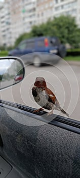 little bird on the car door