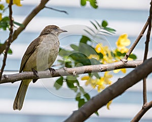 Little bird on Cassod tree branch