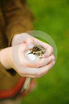 Little bird in child's hand