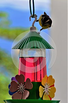 A little bird coereba flaveola on top of the bird waterer