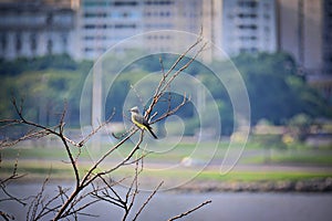 Little Bird in the Concrete Jungle - A Beautiful White-Throated Kingbird (Suiriri) in Rio de Janeiro, Brazil