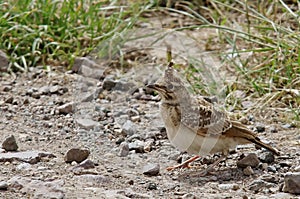 Little Bird. Crested lark - Galerida cristata