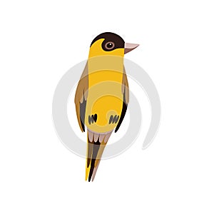 Little Bird, Cute Orange Budgie Home Pet Vector Illustration