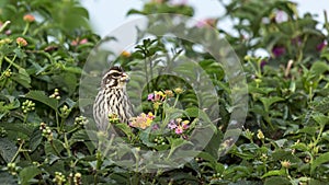 Little bird eating fruits