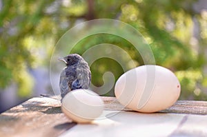 Little bird and eggs