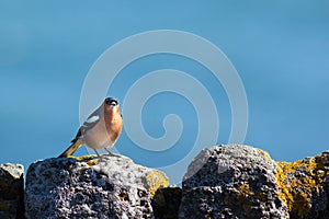 Pequeno pájaro feliz el sol sobre el piedra muro 