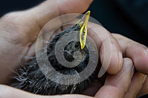 Little bird in the farmer's hands