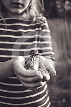The little bird that fell from the nest in the hands of a child