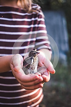 The little bird that fell from the nest in the hands of a child