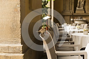 Little bird in Florence cafe