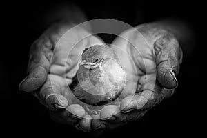 little bird on old hand