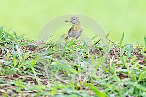 Little bird holding branch to make a nest