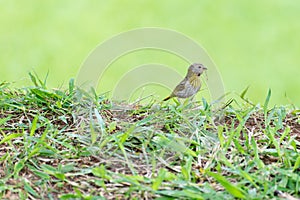 Little bird holding branch to make a nest