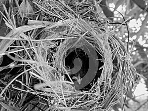 Little bird inside the nest