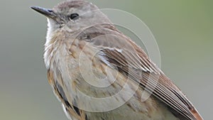 Little Bird With Light Brown And Grey Stripes Pattern