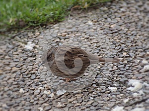 Little bird look for food in winter