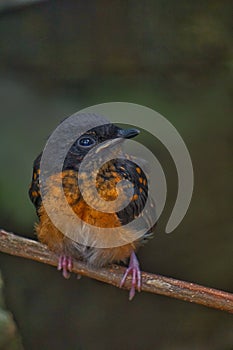 Little Bird Murai Batu