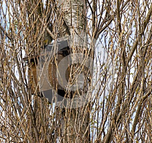 Little bird nest house