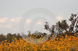 Little bird over a field of yellow flowers in Solis, Maldonado, Uruguay photo