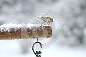 Little bird perches in the snow.