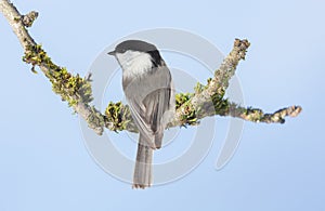 Little bird perching on branch of tree on blue background. Black capped chickadee. Poecile atricapillus