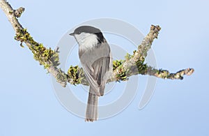 Little bird perching on branch of tree on blue background. Black capped chickadee. Poecile atricapillus photo