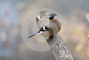 Little bird perching on branch of tree on colorful background. Female of common bullfinch. Pyrrhula pyrrhula