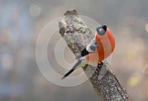 Little bird perching on branch of tree on colorful background. Male of common bullfinch . Pyrrhula pyrrhula