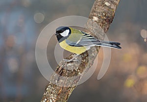 Little bird perching on a tree on colorful background. Great tit