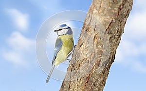 Little bird perching on tree on sky background. Blue tit. Parus caeruleus