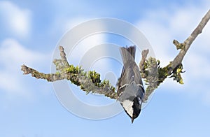 little bird perching on tree on sky background. Coal tit. Periparus ater