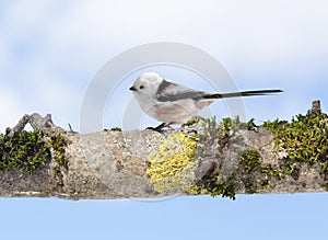 Little bird perching on tree on sky background. Long-tailed tit or bushtit. Aegithalos caudatus