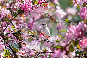 Little bird among pink flowers of blooming apple tree