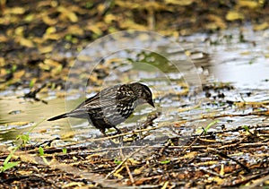 Little bird in a pond