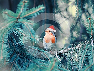 Little bird Robin in Christmas red cap sitting in the branches o