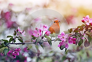 bird Robin sitting on a branch of a flowering pink Apple tree in the spring garden of may