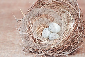 Little bird`s egg in birds nest isolated on a wooden floor